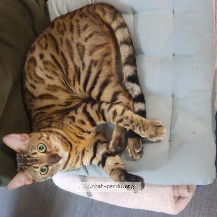 Photo 1/1 Chat retrouvé Perdu à Dijon