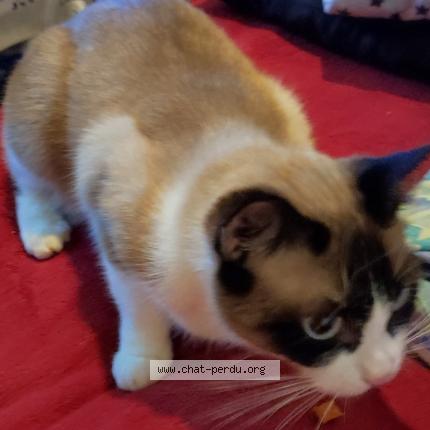 Photo de chat perdu à Guingamp
