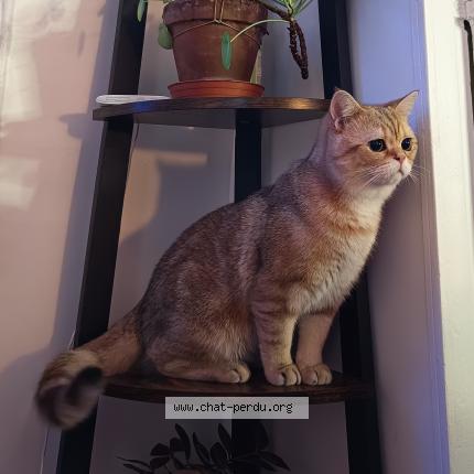 Photo 1/1 Chat retrouvé Perdu à Paris
