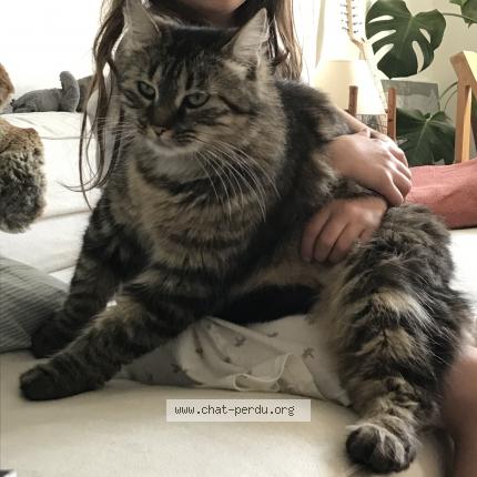 Photo de chat perdu à Vitry Sur Seine
