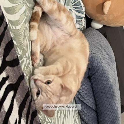 Photo de chat perdu à Chalons En Champagne