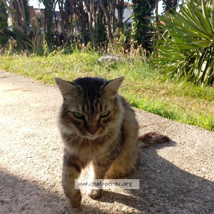 Photo de chat perdu à Lormont