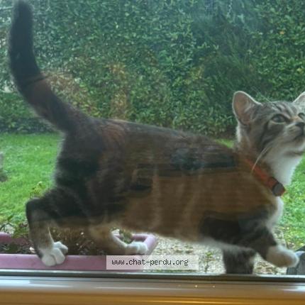 Photo de chat trouvé à Champigne