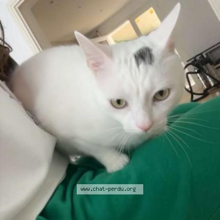 Photo de chat perdu à Lievin