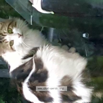 Photo 1/3 Chat retrouvé Trouvé à Saint androny