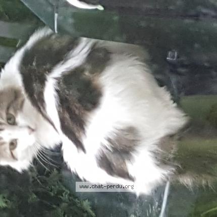 Photo 3/3 Chat retrouvé Trouvé à Saint androny