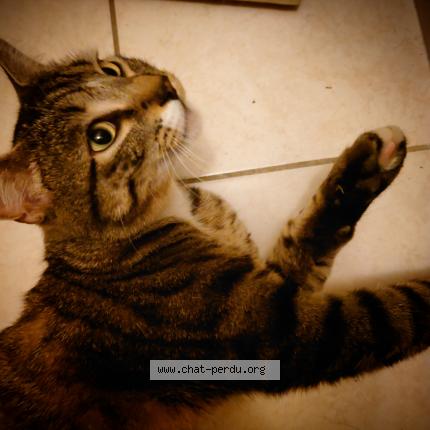 Photo de chat perdu à Pontarlier