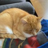 Photo de chat perdu à Embourg