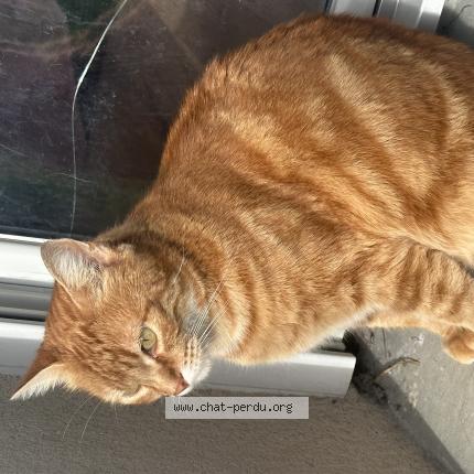 Photo de chat perdu à Nantes