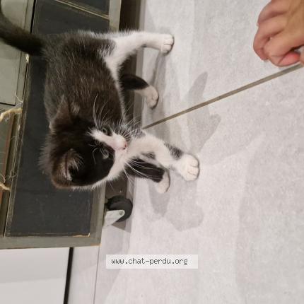 Photo 1/1 Chat retrouvé Perdu à Chanoz chatenay