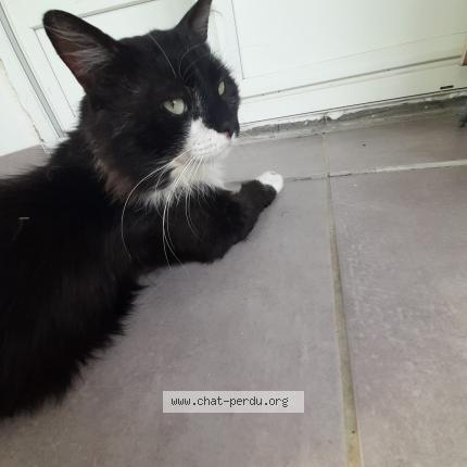 Photo 1/1 Felix Chat perdu à Aubevoye