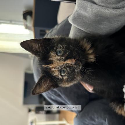 Photo 1/1 Chat retrouvé Perdu à Reims