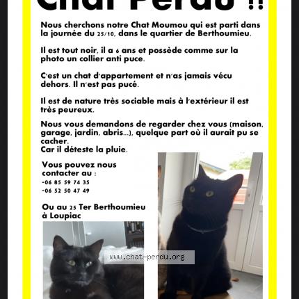 Photo de chat perdu à Loupiac