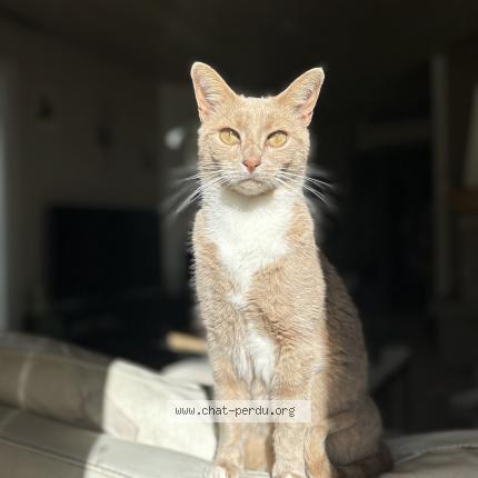 Photo de chat perdu à Cussac Sur Loire