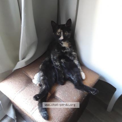Photo 1/1 Chat retrouvé Perdu à St clement les places