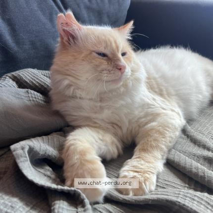 Photo 1/1 Chat retrouvé Perdu à Pernes Les Fontaines
