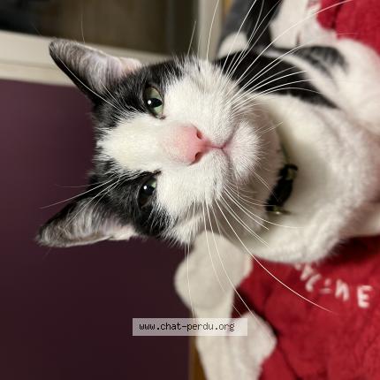 Photo de chat perdu à Boucau