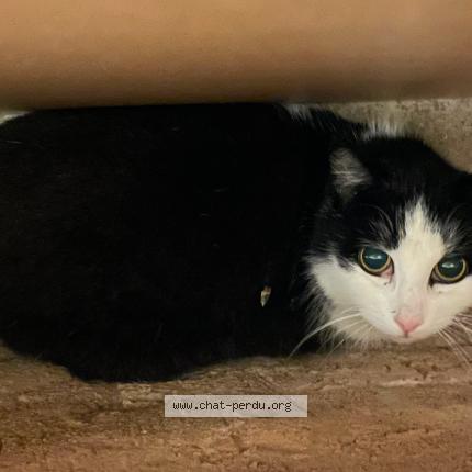 Photo 1/1 Chat retrouvé Perdu à Saint prim