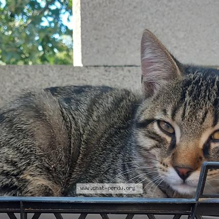 Photo de chat perdu à Gardanne