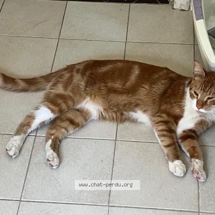 Photo de chat perdu à Evreux