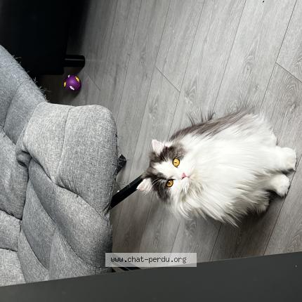 Photo 1/1 Chat retrouvé Perdu à Niort
