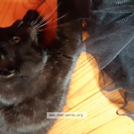 Photo 1/1 Saturne Chat perdu à Marsac sur l isle