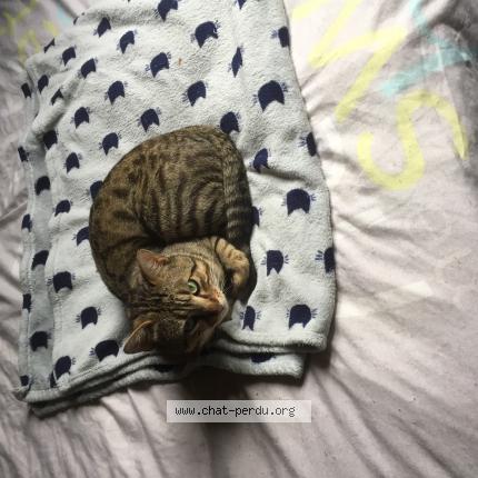 Photo 1/1 Chat retrouvé Perdu à Villenave