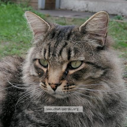 Photo 1/1 Chat retrouvé Perdu à Villenave D Ornon 33140