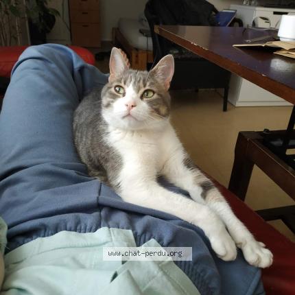 Photo 1/1 Chat retrouvé Perdu à Sartrouville