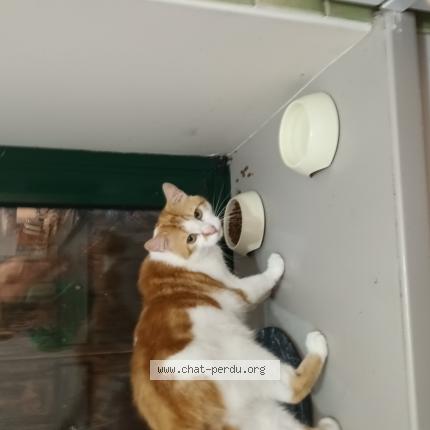 Photo de chat perdu à Callac De Bretagne