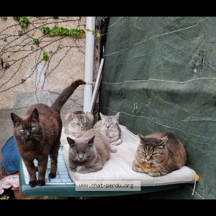 Photo 1/1 Mimi Chat perdu à Le perray en yvelines