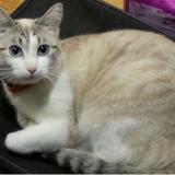 Photo de chat perdu à Carnas