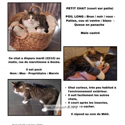 Photo 1/1 Chat retrouvé Perdu à Thuin