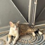 Photo de chat perdu à Salem