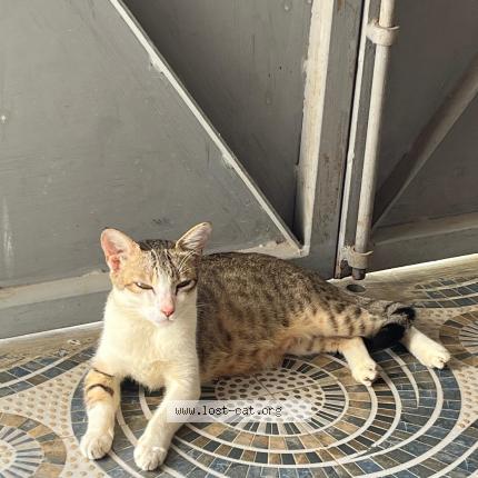 Photo 1/1 Simran Chat perdu à Salem