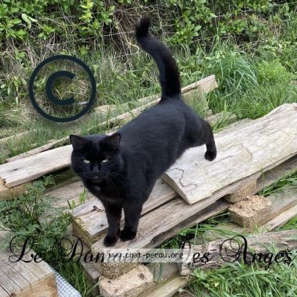 Photo 1/1 Je ne le dirait pas Chat perdu à Urgosse