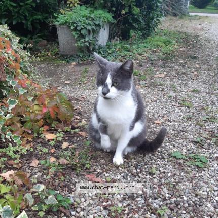 Photo 1/1 Chat retrouvé Perdu à Langensoultzbach
