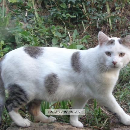 Photo de chat perdu à Montrodat 48100