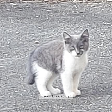 Photo 2/2 Chat retrouvé Perdu à Montauban