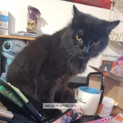 Photo de chat perdu à 47300 Villeneuve Sur Lot