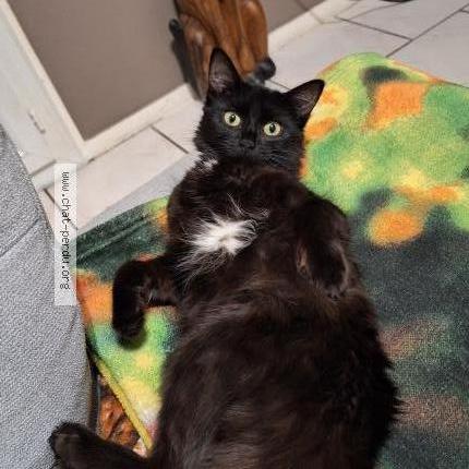 Photo de chat perdu à Linas