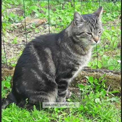 Photo 1/1 Chat retrouvé Perdu à Bulligny