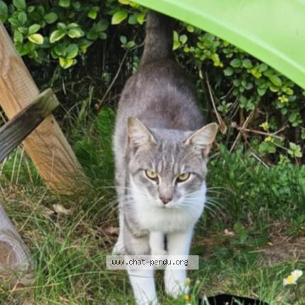 Photo de chat perdu à Wattrelos