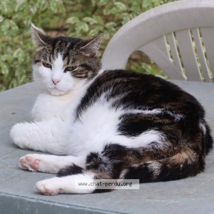 Photo 1/1 Chat retrouvé Perdu à Soorts Hossegor