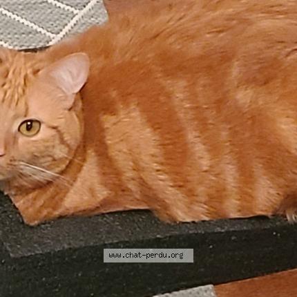Photo de chat perdu à Valdivienne