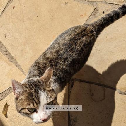 Photo 1/1 Milo Chat perdu à Avignon