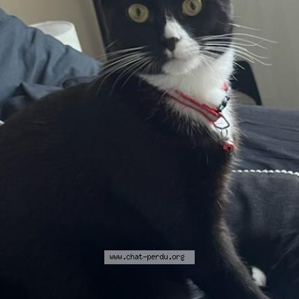 Photo 1/1 Chat retrouvé Perdu à Vannes