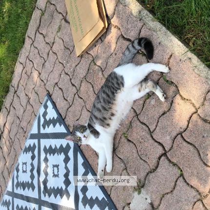 Photo 1/1 Leo Chat perdu à Le perray en yvelines