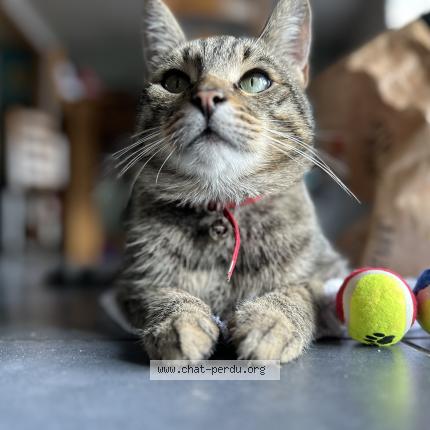 Photo de chat perdu à Magland
