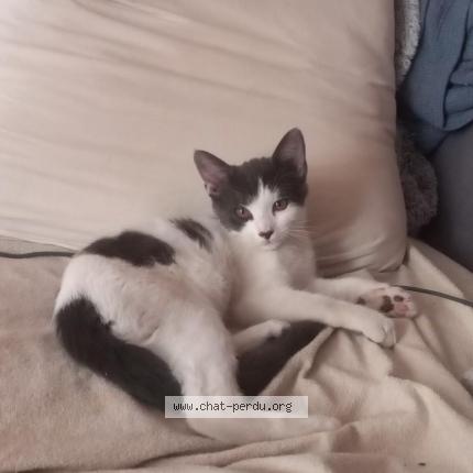 Photo 1/1 Chat retrouvé Perdu à Montpellier